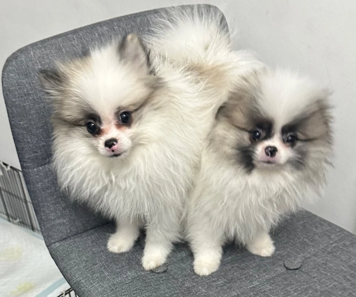Pomeranianvalpar tillgängliga